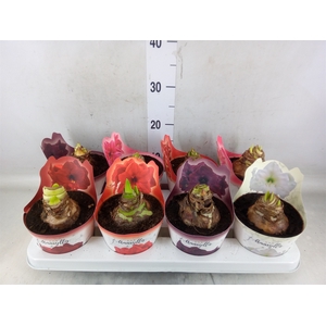 Hippeastrum   ...mix
