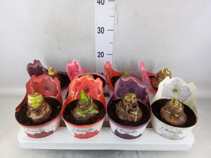 <h4>Hippeastrum   ...mix</h4>