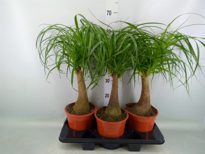 <h4>Beaucarnea recurvata</h4>