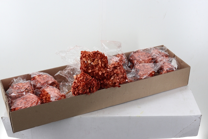 <h4>Hydr Preserved Antioquia Premium</h4>