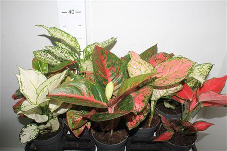 <h4>Aglao Gem 8 Srt</h4>