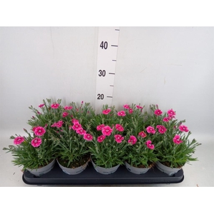 Dianthus car. 'Mountain Frost Pink'