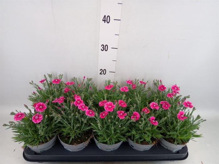 <h4>Dianthus car. 'Mountain Frost Pink'</h4>
