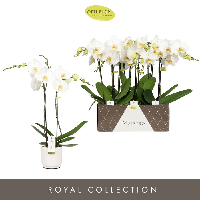 <h4>Phalaenopsis wit meer takken</h4>