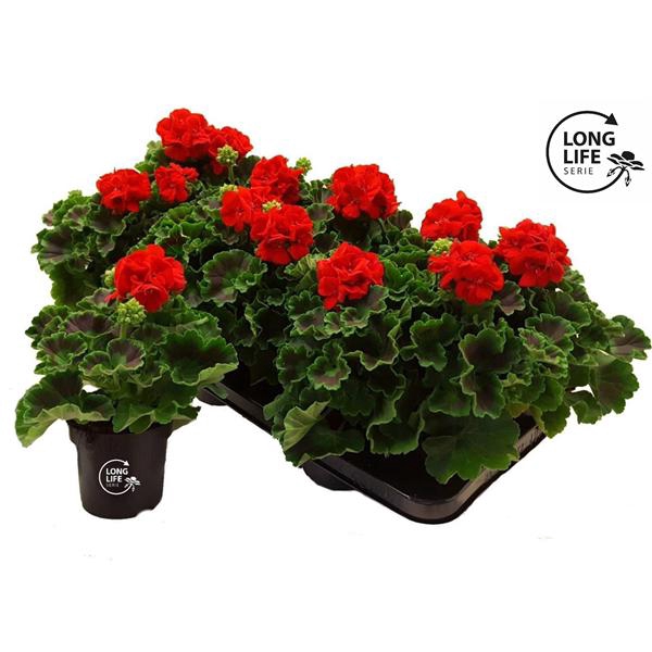 <h4>LongLife Zonale Red</h4>