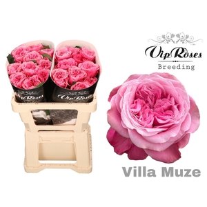 R GR VILLA MUZE x20