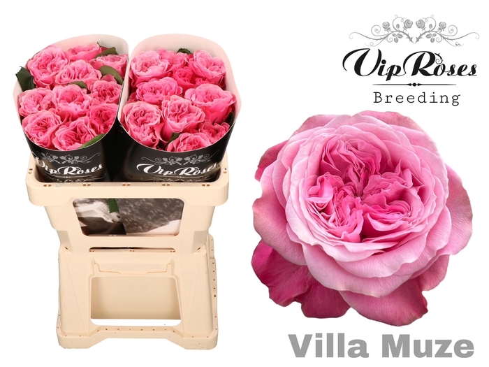 <h4>R GR VILLA MUZE x20</h4>
