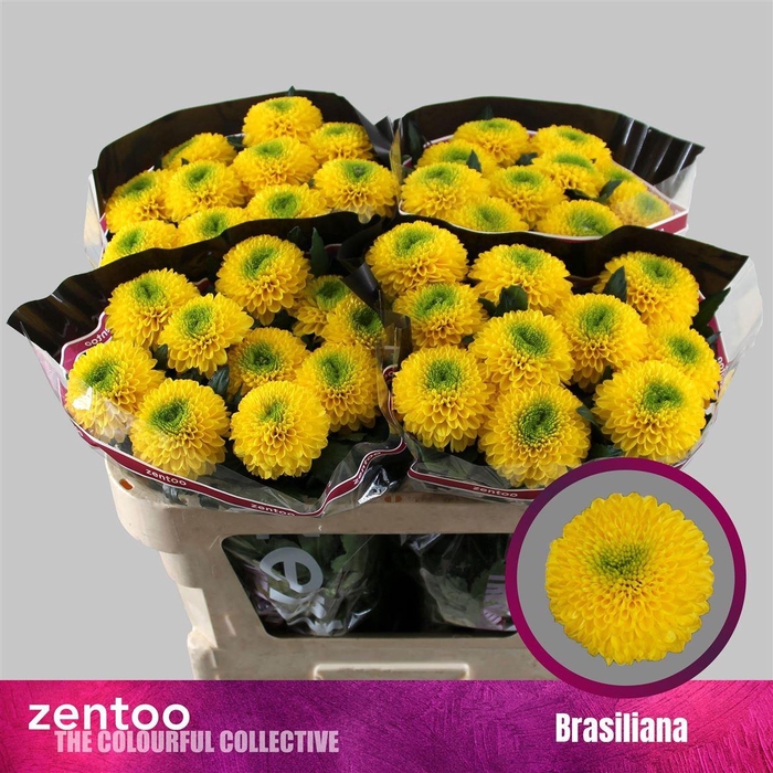 <h4>Chr G Brasiliana</h4>