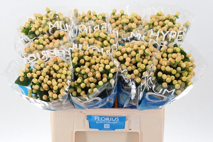 <h4>Hyp Coco Gelato</h4>