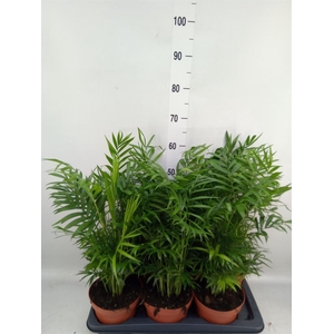 Chamaedorea elegans