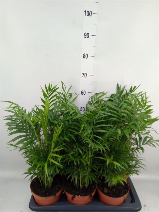 <h4>Chamaedorea elegans</h4>