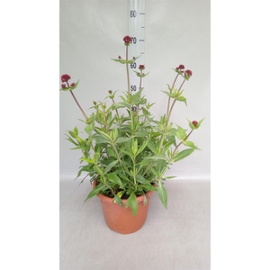 Centranthus ruber 'Coccineus'