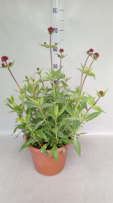 <h4>Centranthus ruber 'Coccineus'</h4>