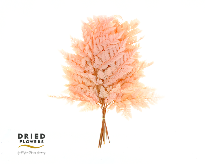 <h4>Dried Bleached Leatherleaf Light Pink</h4>