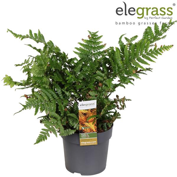 Dryopteris 'Jurassic Gold' P14