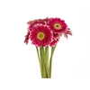 GERBERA DANSA < 050 CM < 10 CM DIAM