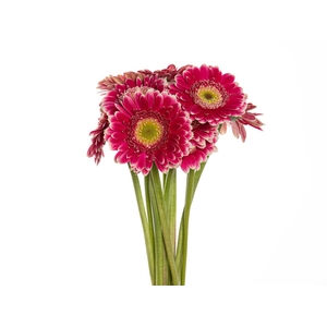 GERBERA DANSA < 050 CM < 10 CM DIAM