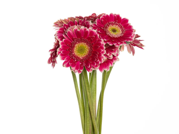 <h4>GERBERA DANSA < 050 CM < 10 CM DIAM</h4>