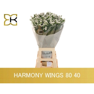 Lim S Harmony Wings