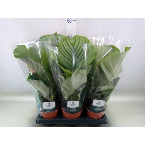 Calathea orbifolia