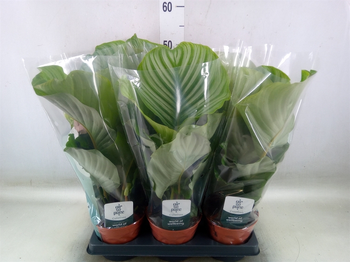 <h4>Calathea orbifolia</h4>