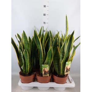 Sansevieria trifa. 'Laurentii'