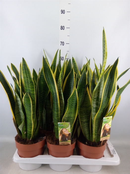 <h4>Sansevieria trifa. 'Laurentii'</h4>