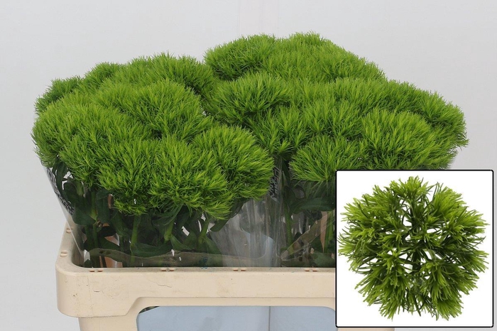 <h4>DI BARB KIWI MELLOW</h4>