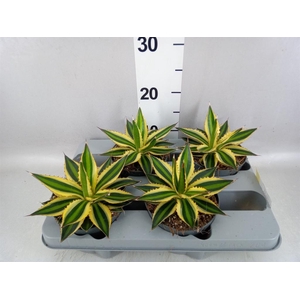 Agave lophantha 'Quadricolor'
