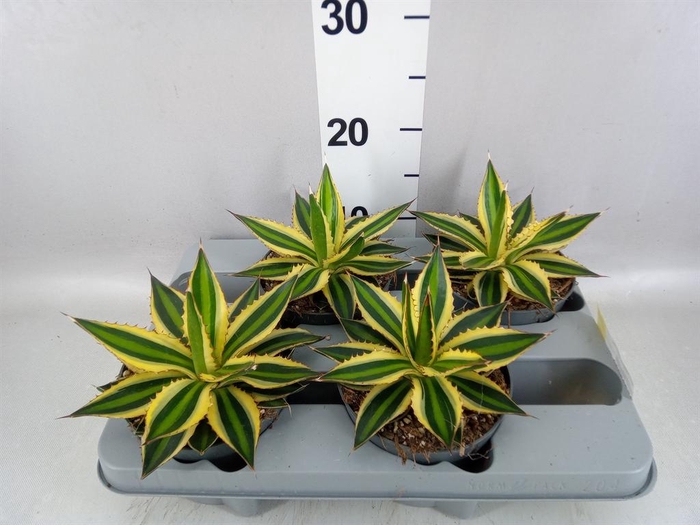 <h4>Agave lophantha 'Quadricolor'</h4>