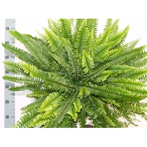 Nephrolepis Green Lady