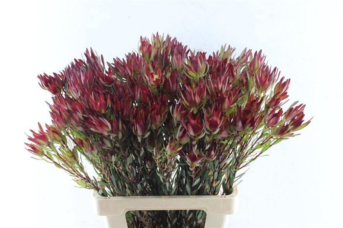 <h4>Leucad Sal Blush Ex</h4>