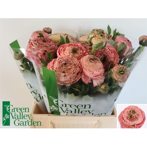 Ran Aazur Antique Rose