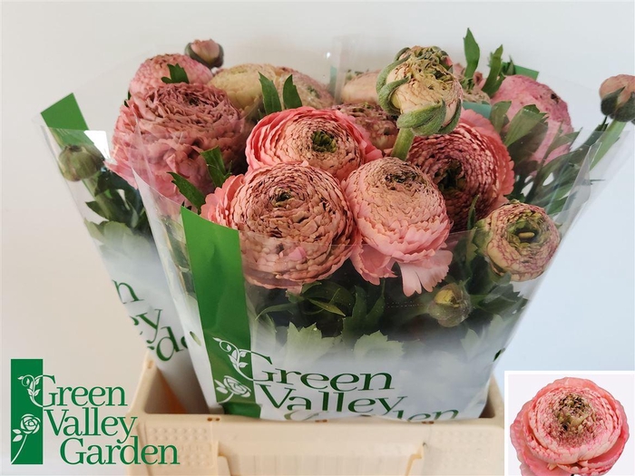 <h4>Ran Aazur Antique Rose</h4>