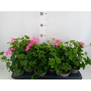 Pelargonium pelt. 'Balkon Lila'