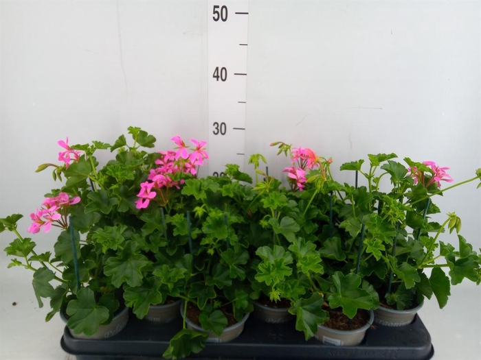 <h4>Pelargonium pelt. 'Balkon Lila'</h4>