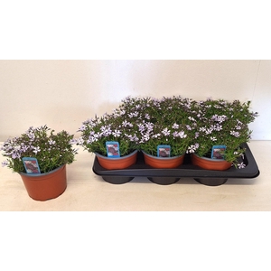 PHLOX S FAB BLU VIOL