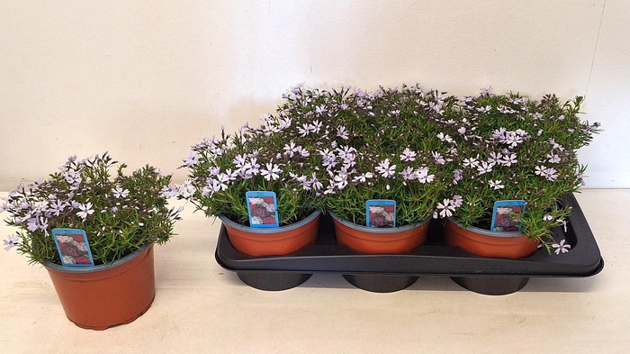 <h4>PHLOX S FAB BLU VIOL</h4>