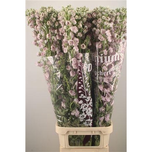 Delph El Dewi Pink Spijker