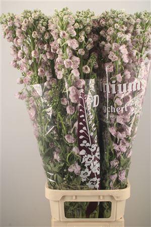 <h4>Delph El Dewi Pink Spijker</h4>