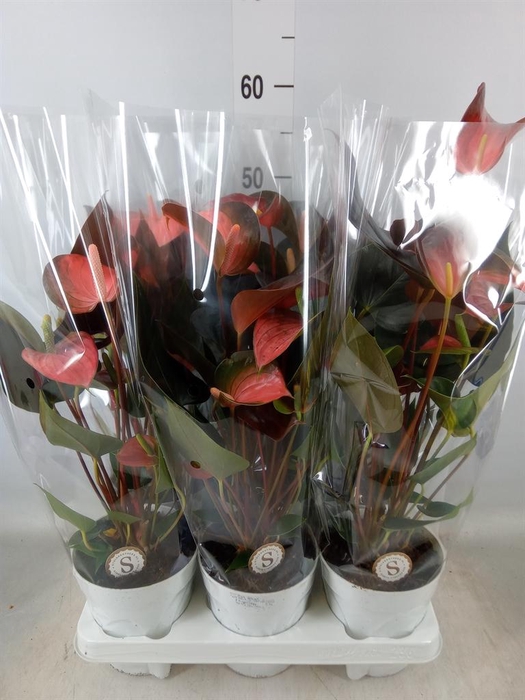 <h4>Anthurium andr. 'Rainbow Champion'</h4>