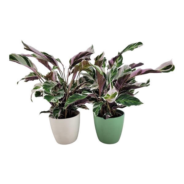 <h4>Calathea Fusion white (keramiek)</h4>