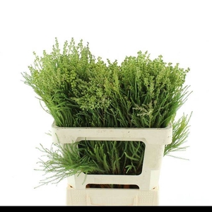 KAAPS GROEN