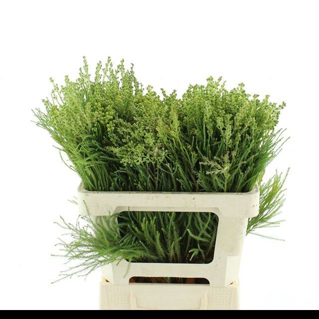 <h4>KAAPS GROEN</h4>