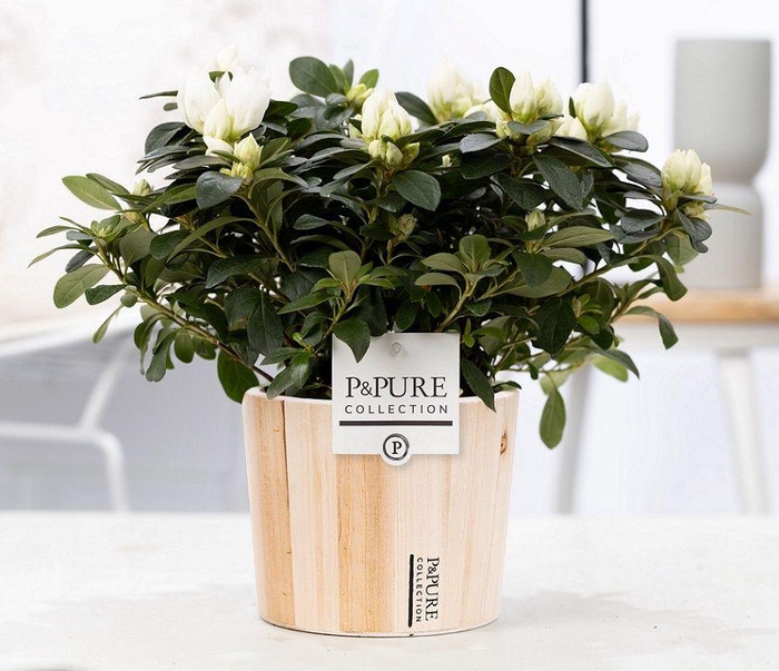<h4>1st class Azalea white in P&PURE Pure Wood 5</h4>