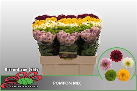 CHR S POMPON GEM BS
