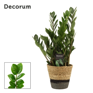 Zamioculcas Lima 12 cm Decorum 35 cm, 5+ veren