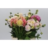 Dahlia Gemengd in fust