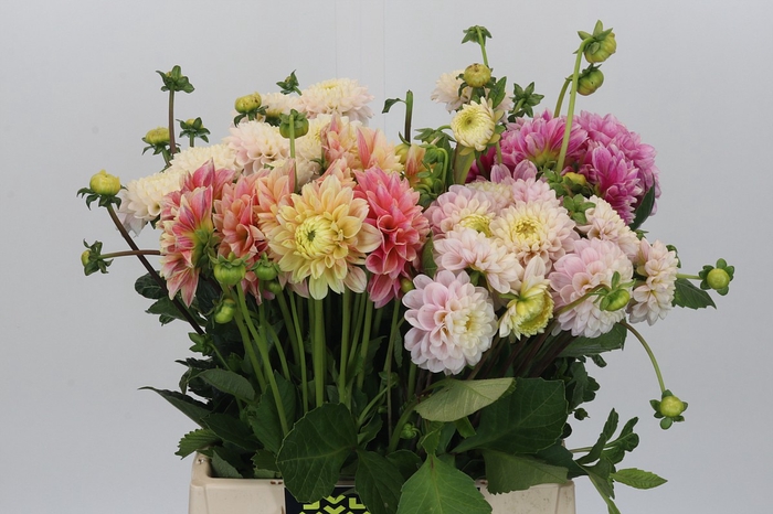 Dahlia Gemengd in fust