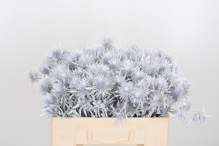 <h4>Eryn Supernova Kl Bh Wit</h4>